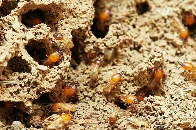 selling a house with termite damage